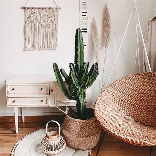 Ideas para decorar el hogar con plantas