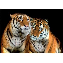 Fotomural tigres 130 Decoas