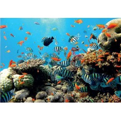 Fotomural 4-005 Coral Decoas
